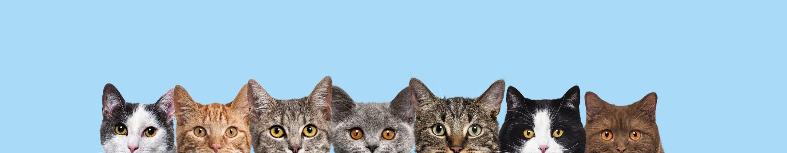 Katte